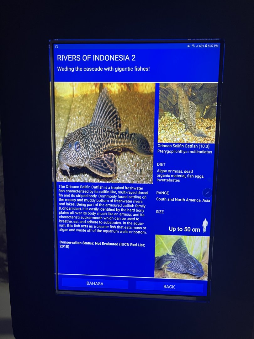 rivers of indonesia - amazon sailfin catfish signage
