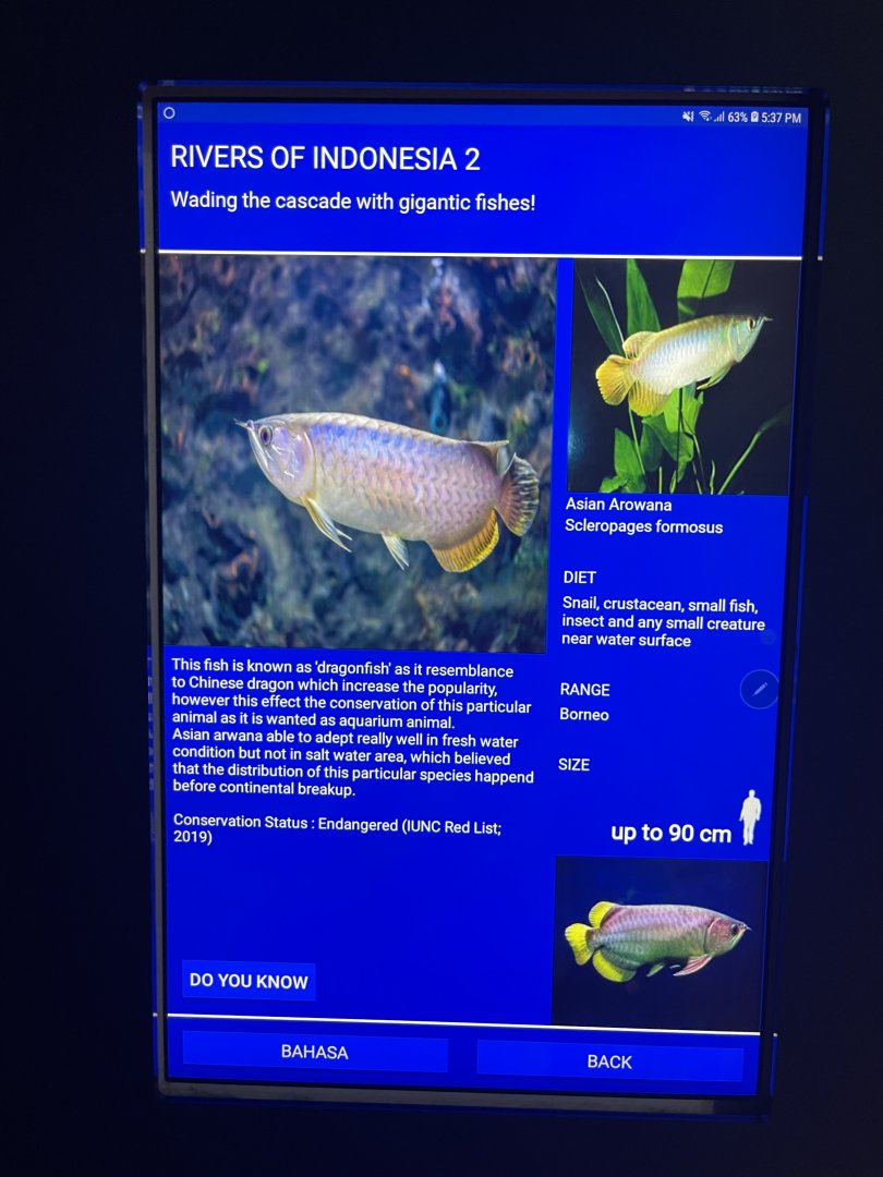 rivers of indonesia - asian arowana signage