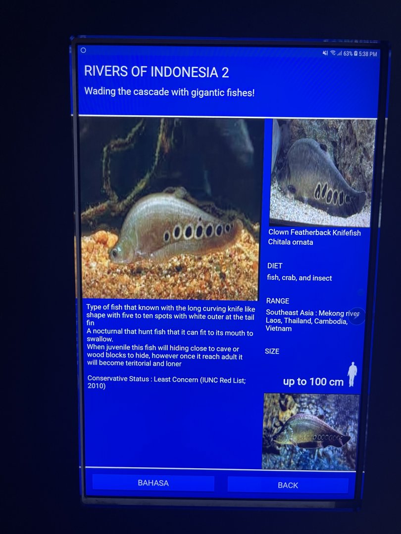 rivers of indonesia - clown featherback signage