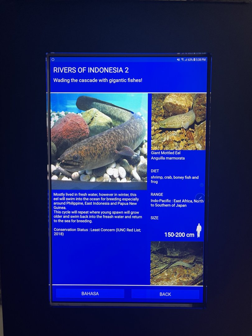 rivers of indonesia - giant mottled eel signage