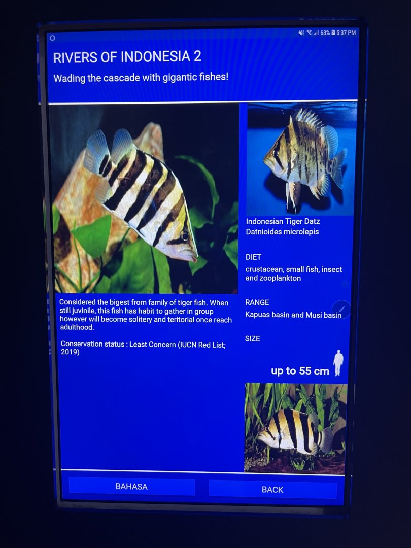 rivers of indonesia - indonesian tigerfish signage