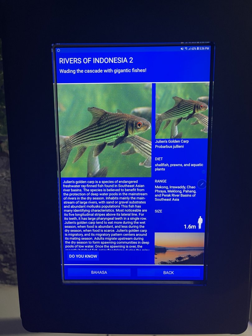 rivers of indonesia - jullien’s golden carp signage