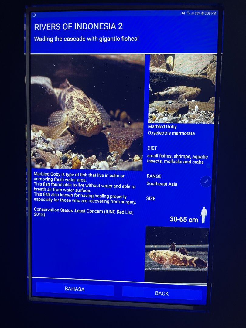 rivers of indonesia - marbled goby signage