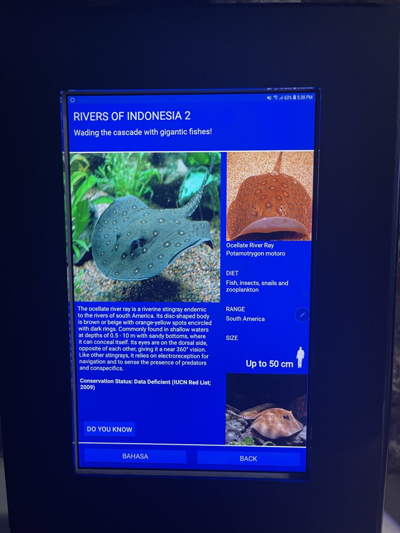 rivers of indonesia - ocellate river stingray signage