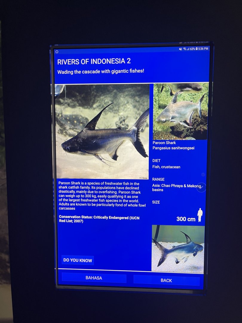 rivers of indonesia - paroon shark signage