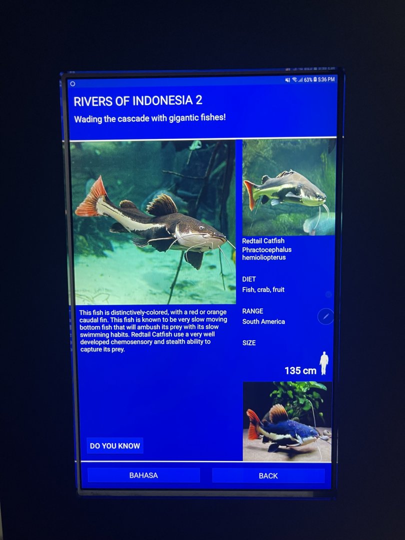 rivers of indonesia - redtail catfish signage