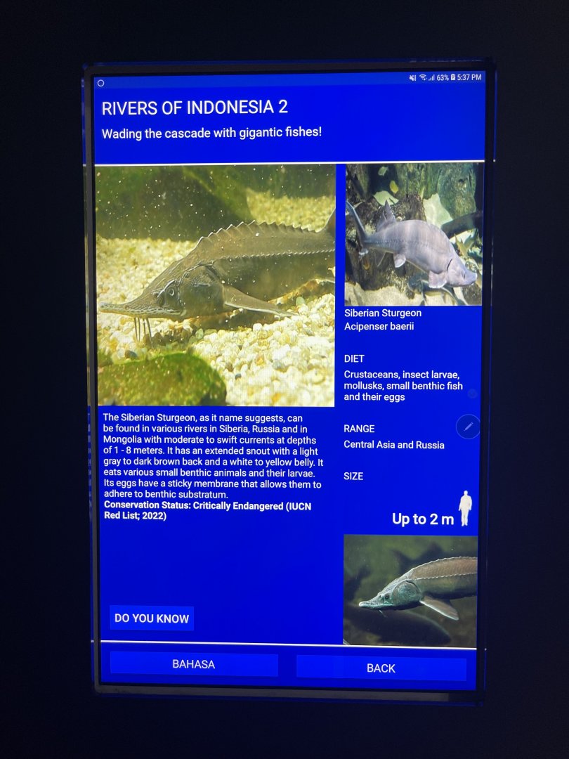 rivers of indonesia - siberian sturgeon signage