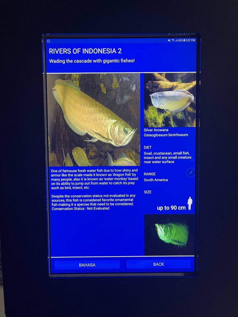 rivers of indonesia - silver arowana signage