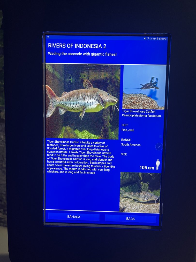 rivers of indonesia - tiger shovelnose catfish signage