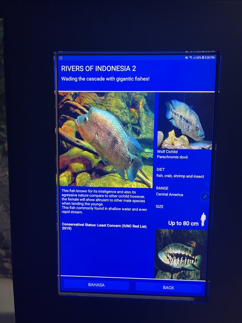 rivers of indonesia - wolf cichlid signage