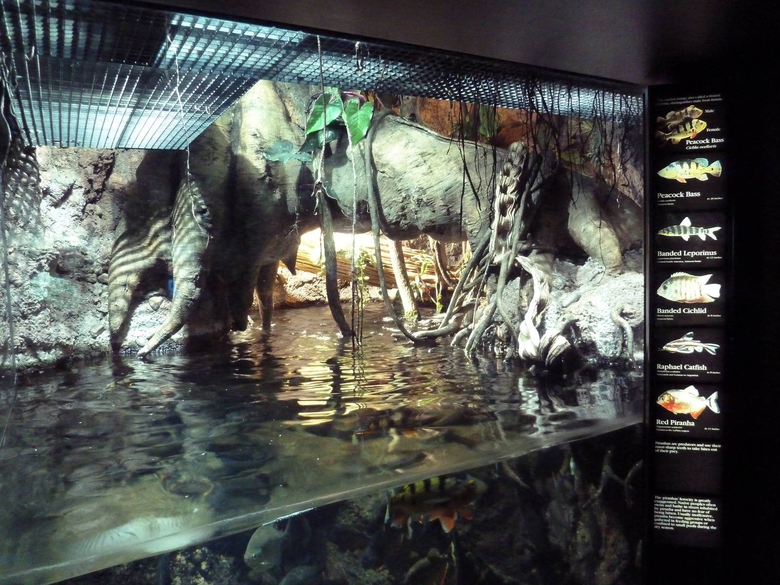 Rivers Of The World - Amazon Exhibit