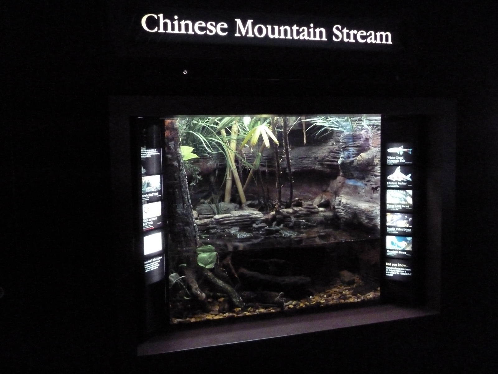 Rivers Of The World - Chinese Mountain Stream Exhibit
