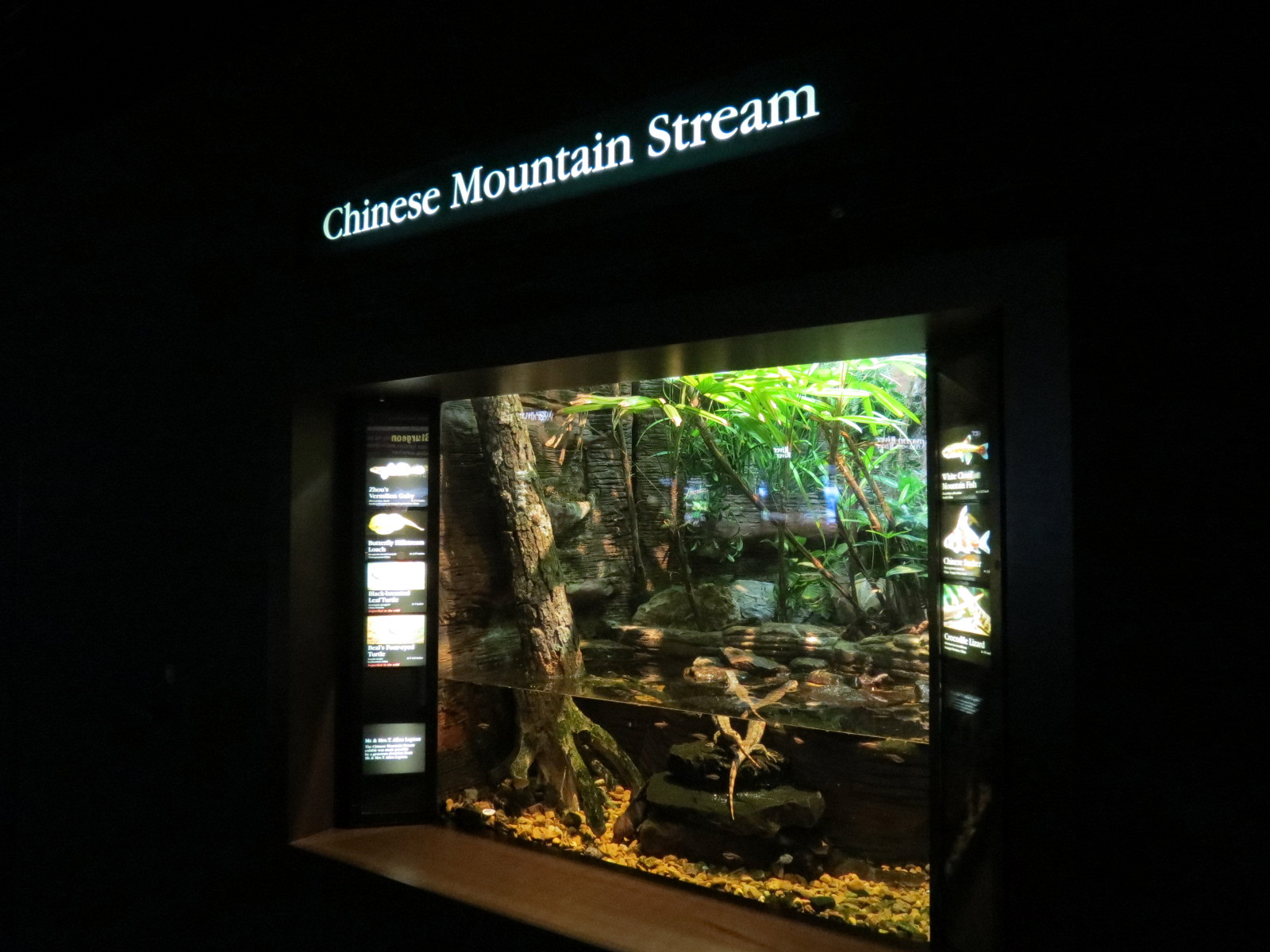 Rivers of the World - Chinese Mountain Stream Exhibit