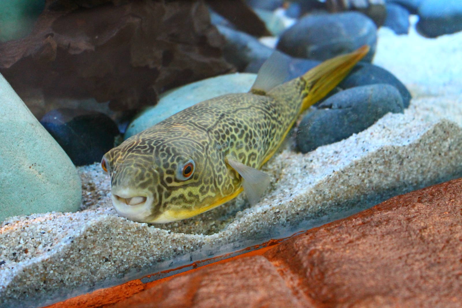 Rivers of the World - Congo River