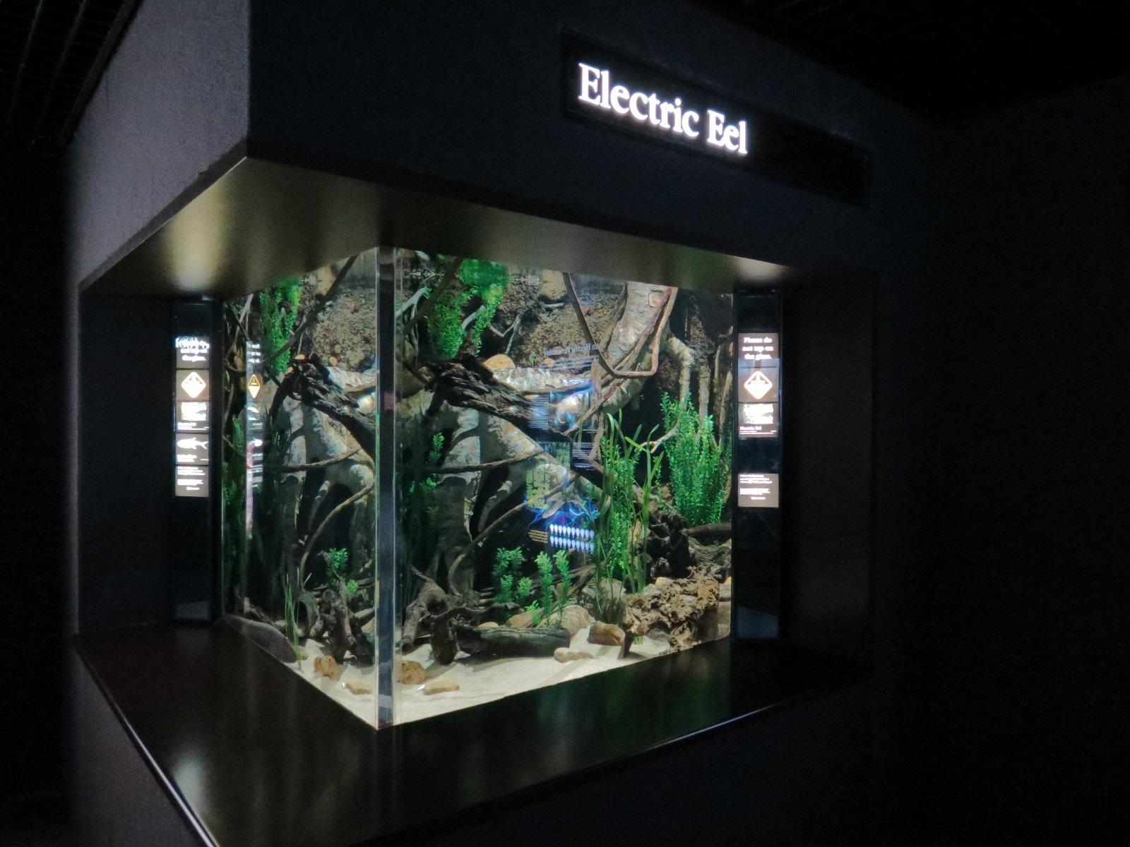 Rivers of the World - Electric Eel Exhibit