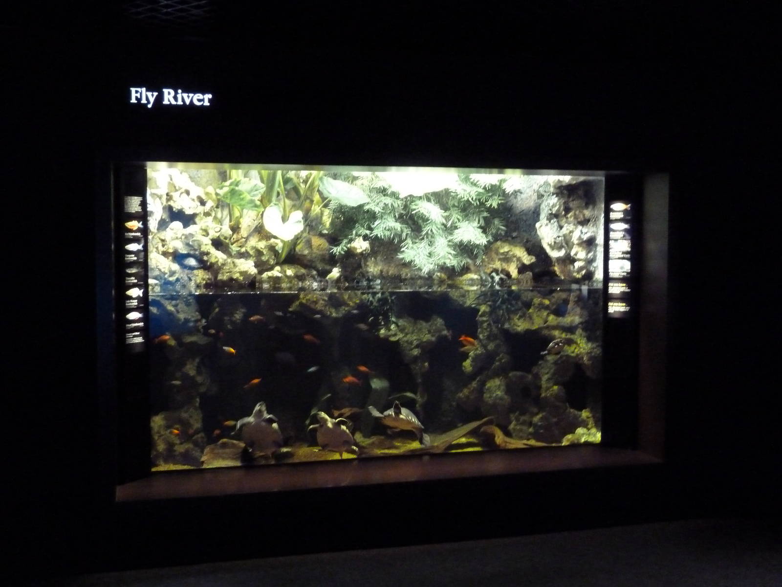 Rivers Of The World - Fly River Exhibit