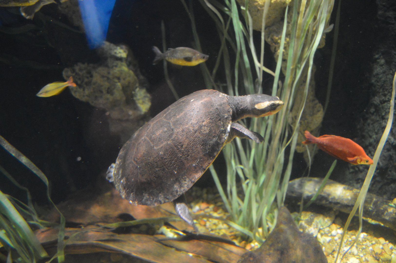 Rivers of the World - Fly River - Red-bellied Short-necked Turtle