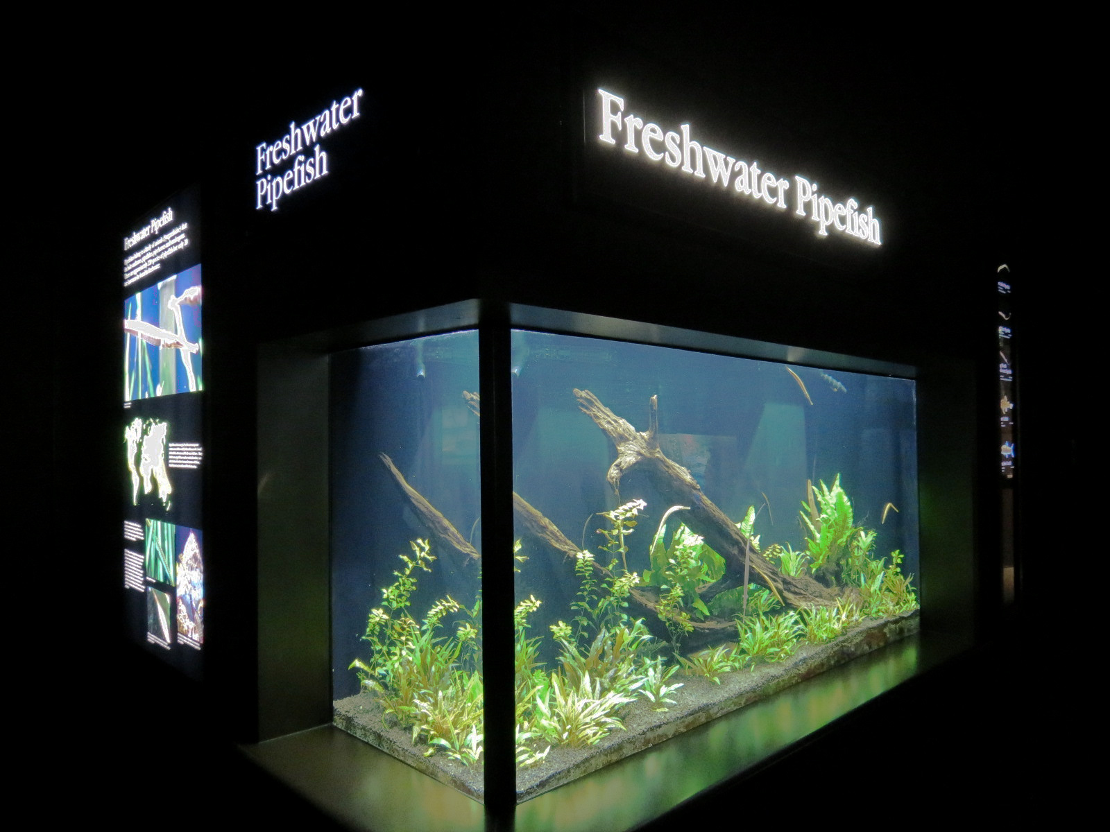 Rivers of the World - Freshwater Pipefish Exhibit