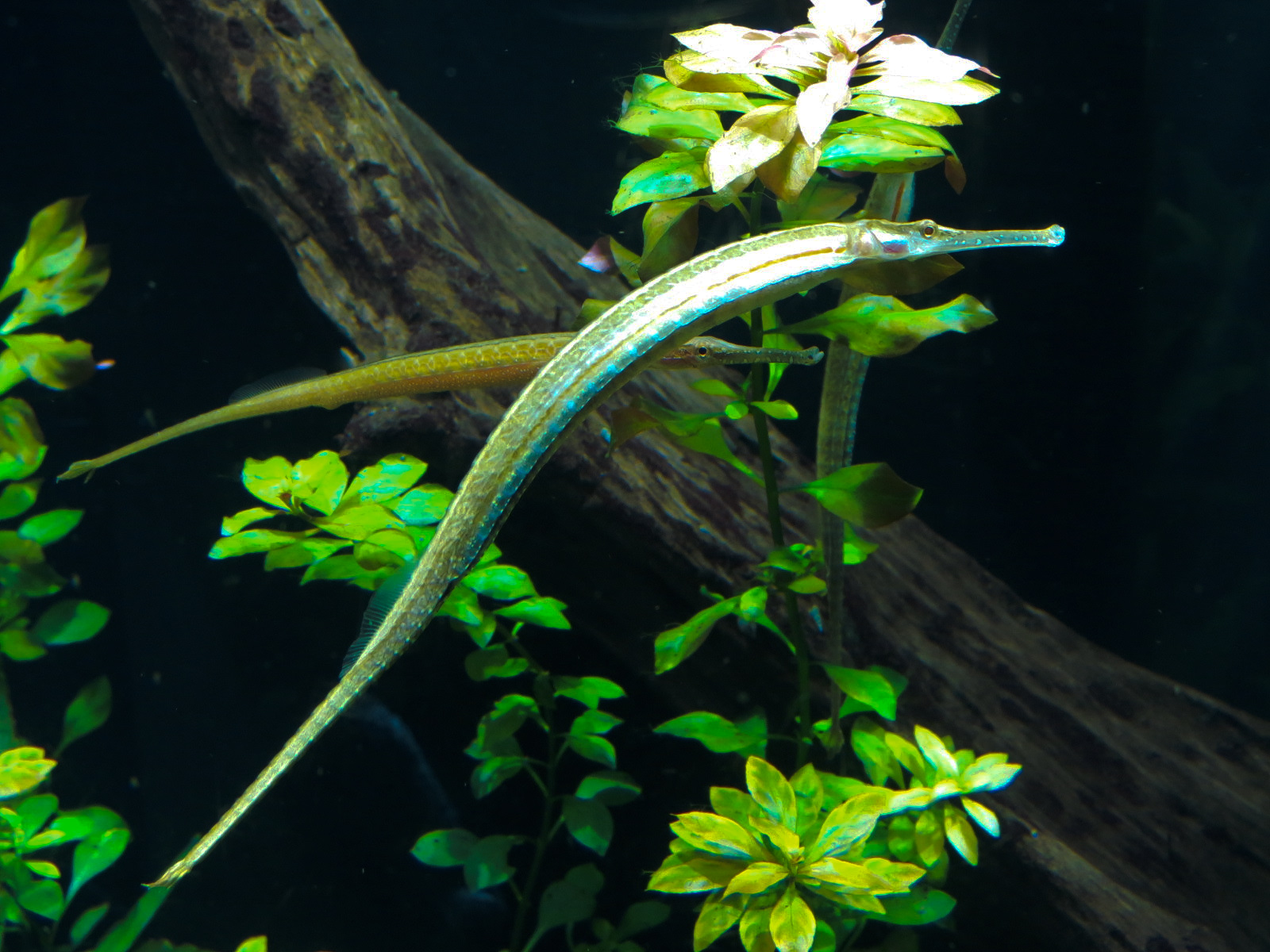 Rivers of the World - Freshwater Pipefish Exhibit