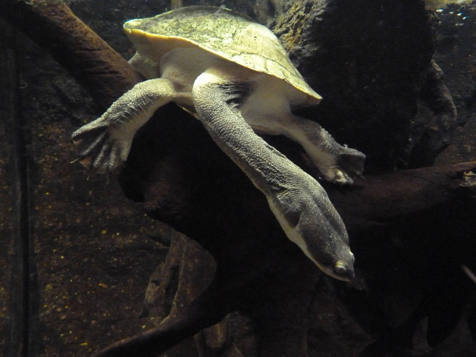 Rivers Of The World - Giant Snake-Necked Turtle