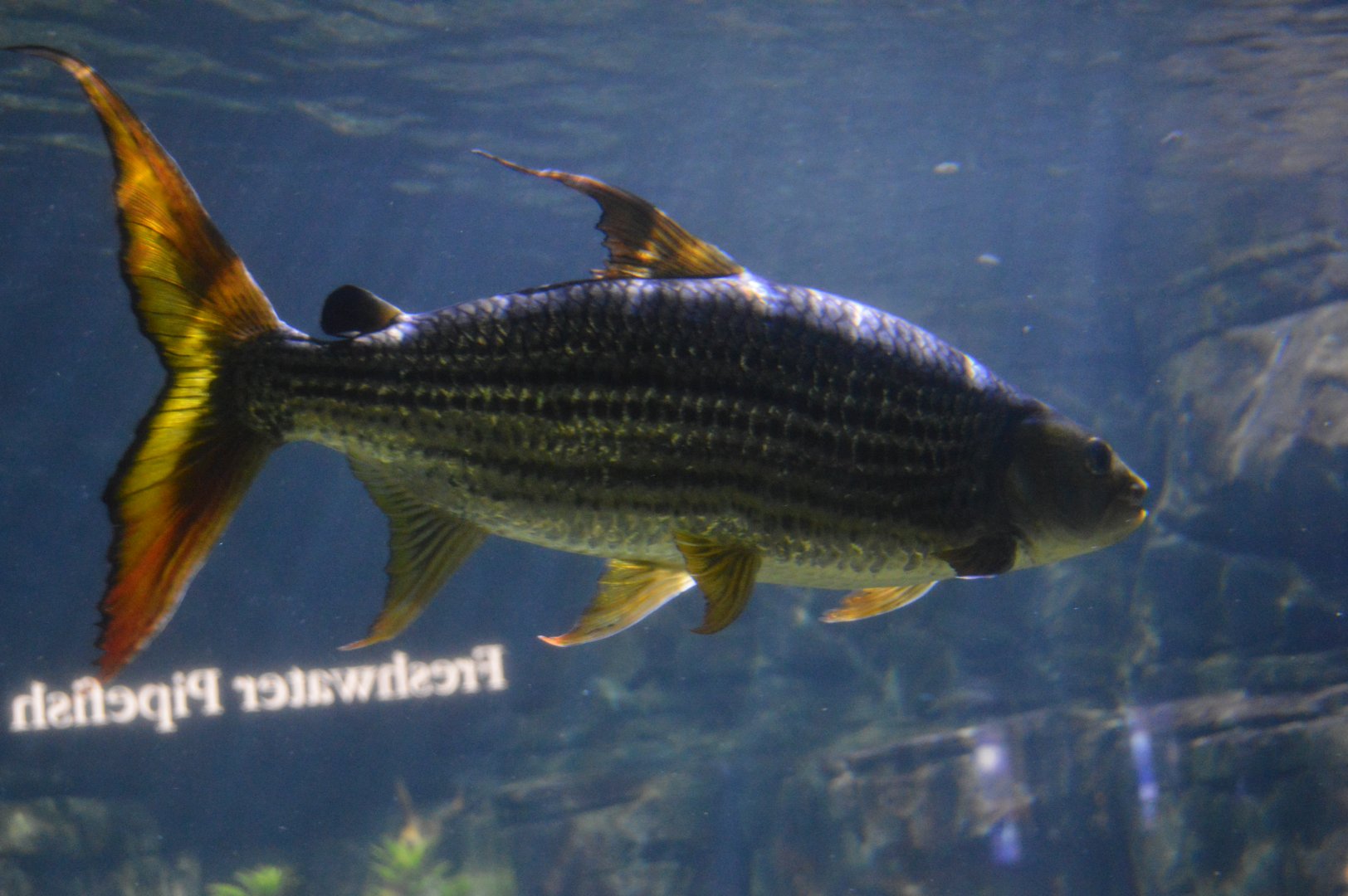 Rivers of the World - Lake Tanganyika - African Tigerfish