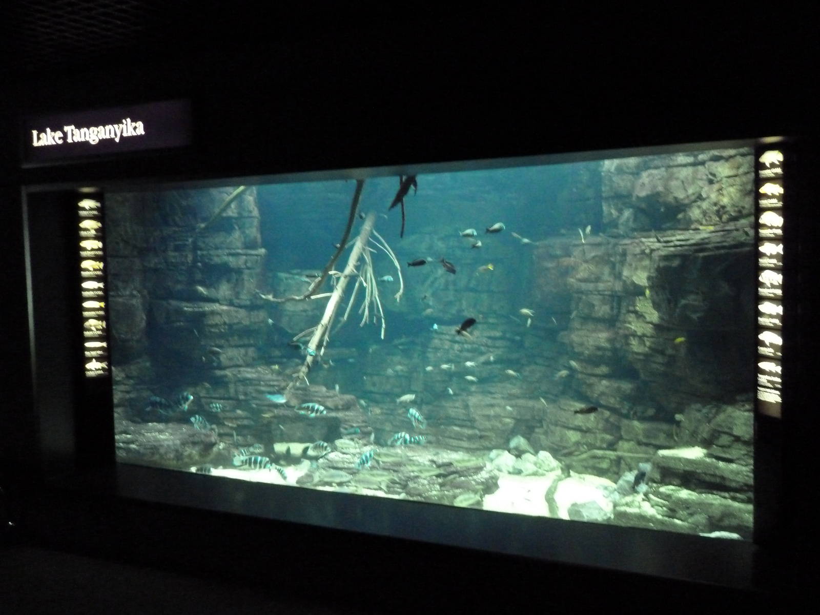 Rivers Of The World - Lake Tanganyika Exhibit