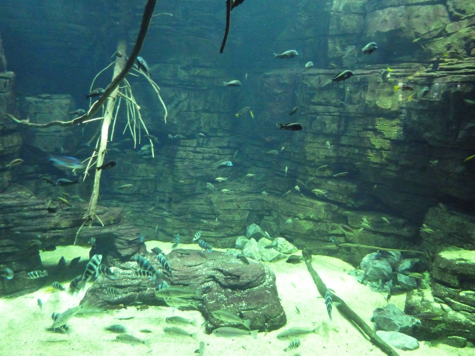Rivers Of The World - Lake Tanganyika Exhibit