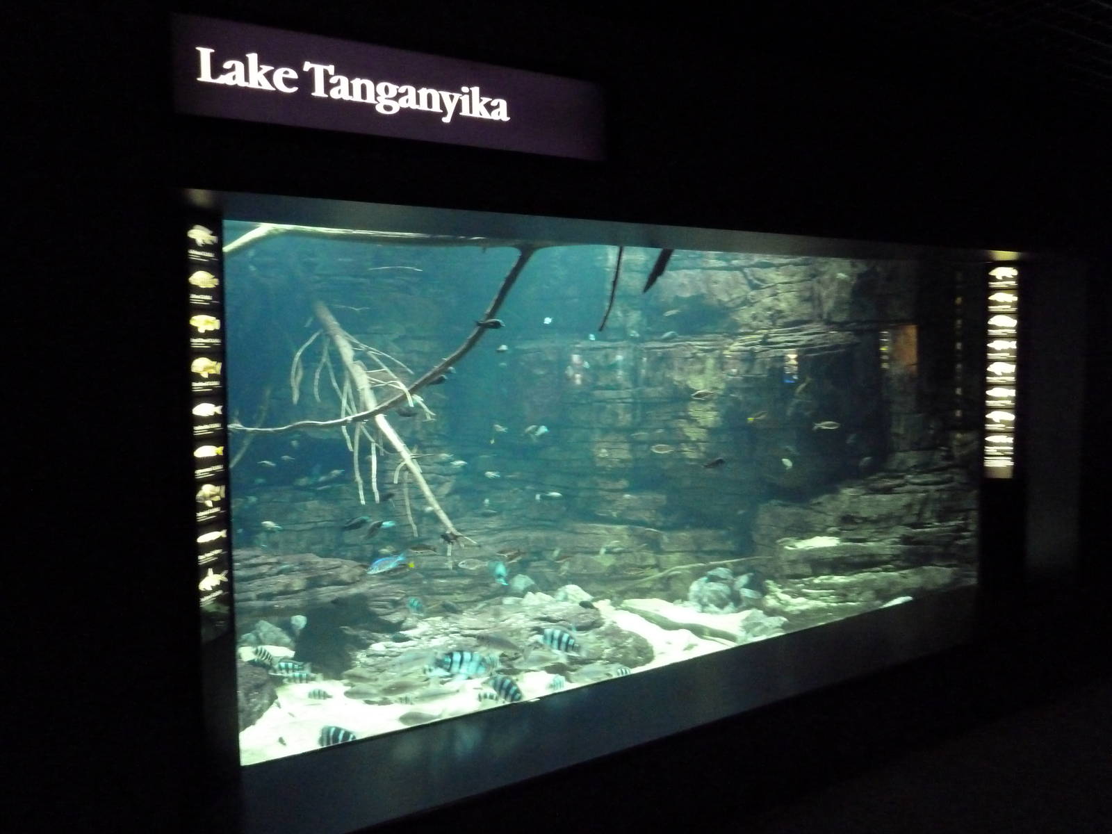 Rivers Of The World - Lake Tanganyika Exhibit