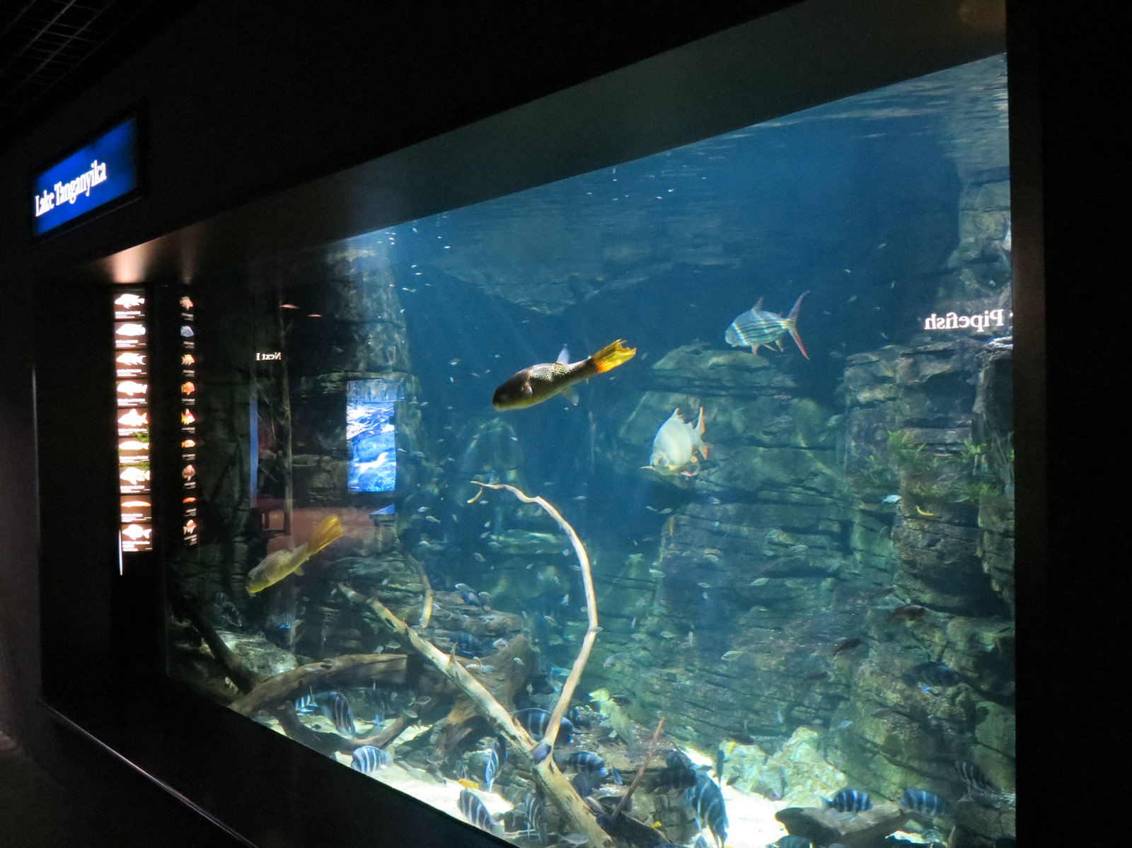 Rivers of the World - Lake Tanganyika Exhibit