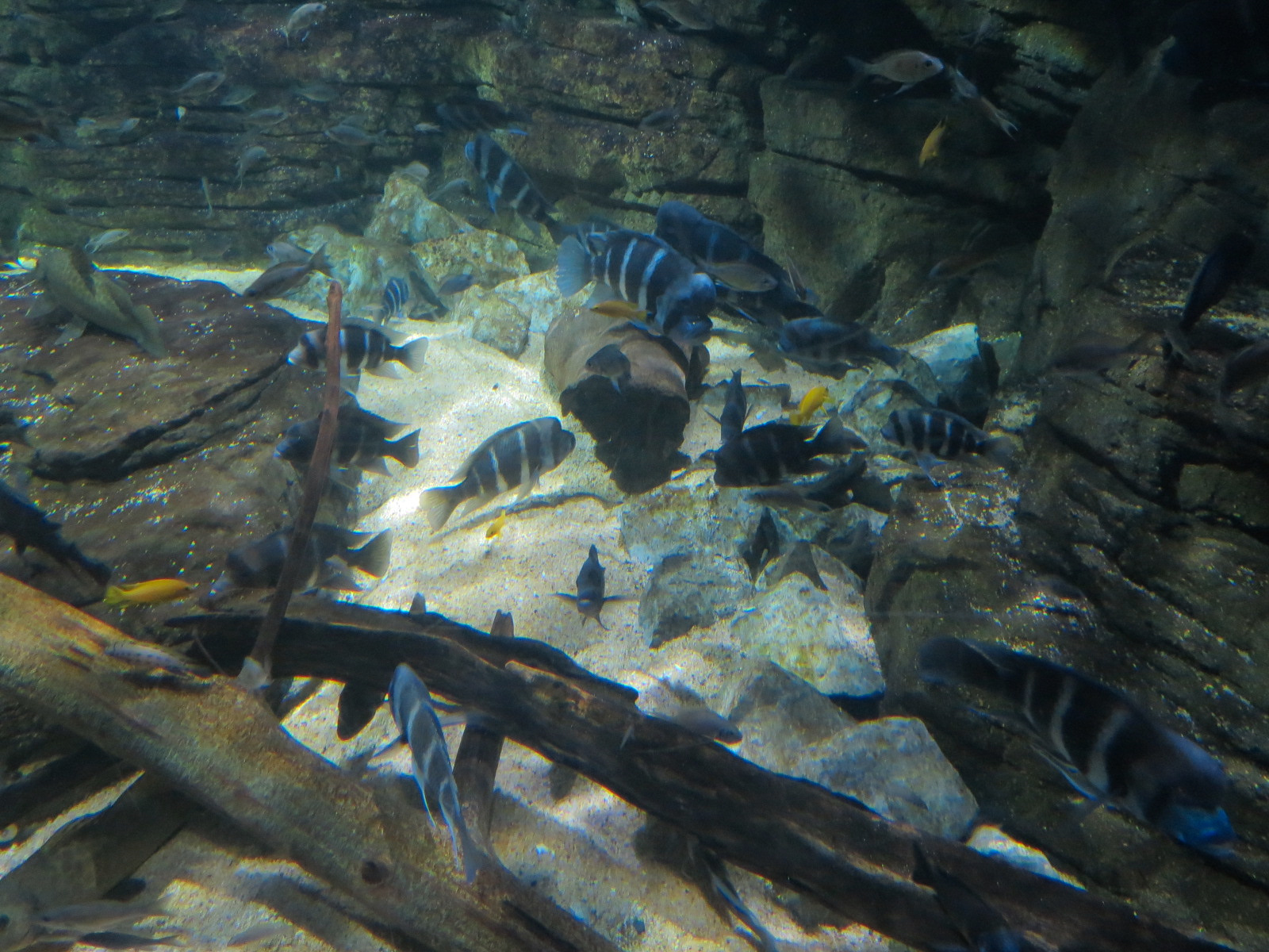 Rivers of the World - Lake Tanganyika Exhibit