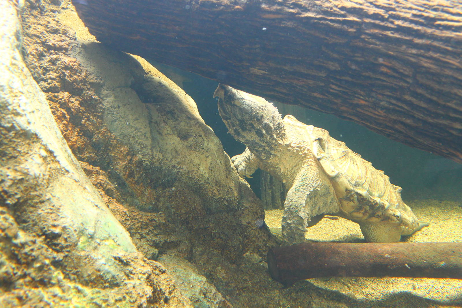 Rivers of the World - Mississippi River