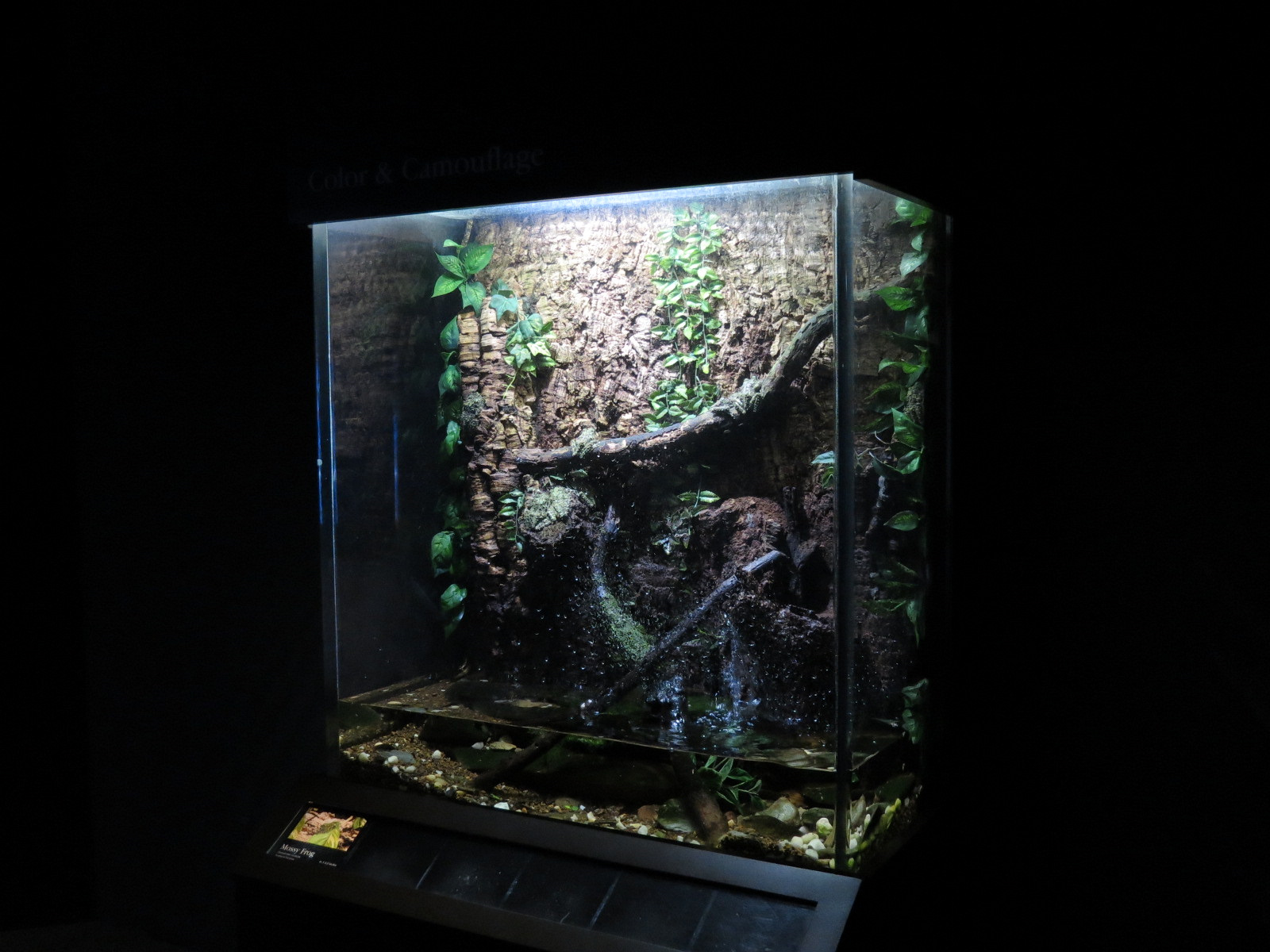 Rivers of the World - Mossy Frog Exhibit