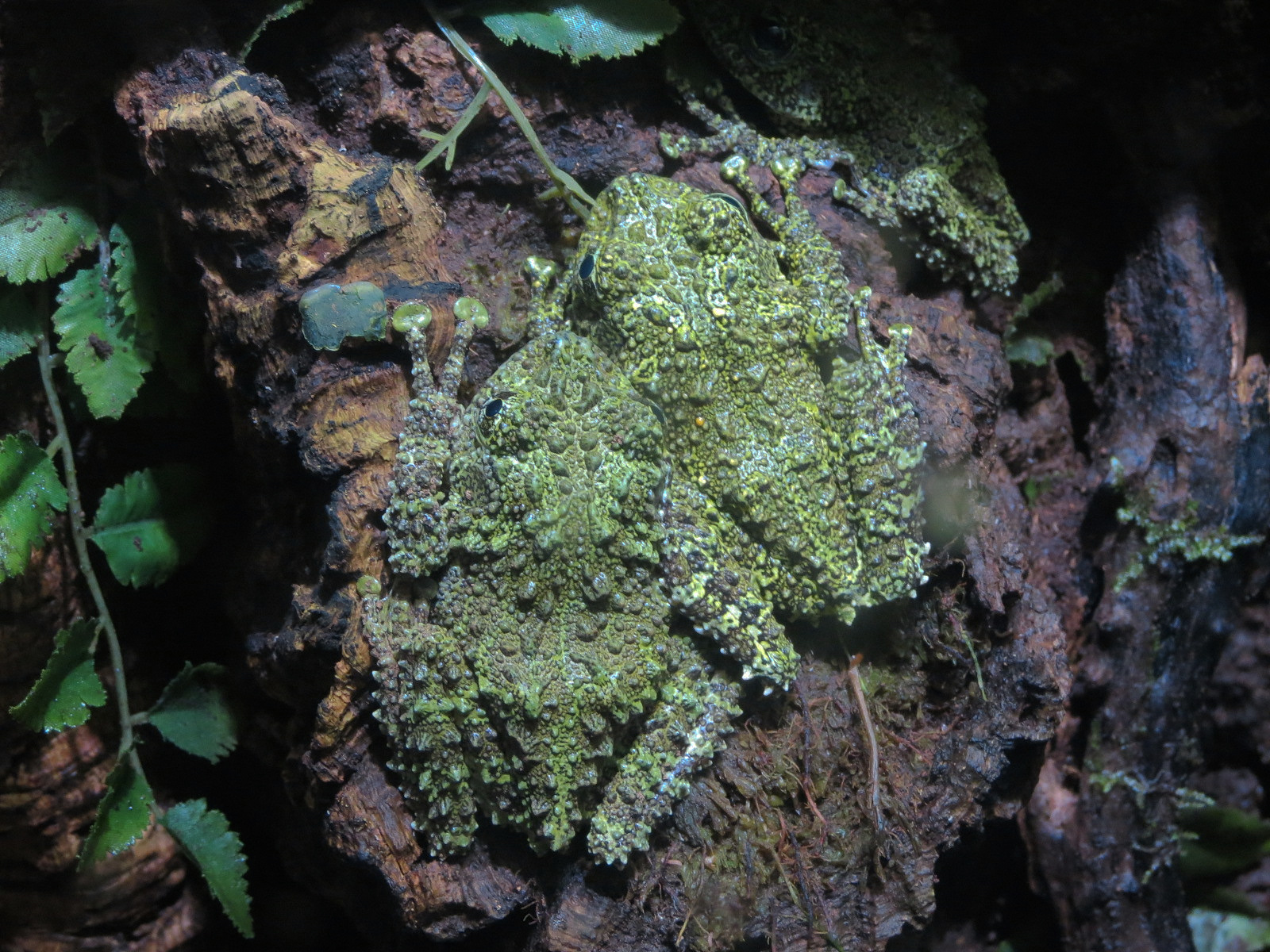Rivers of the World - Mossy Frog Exhibit