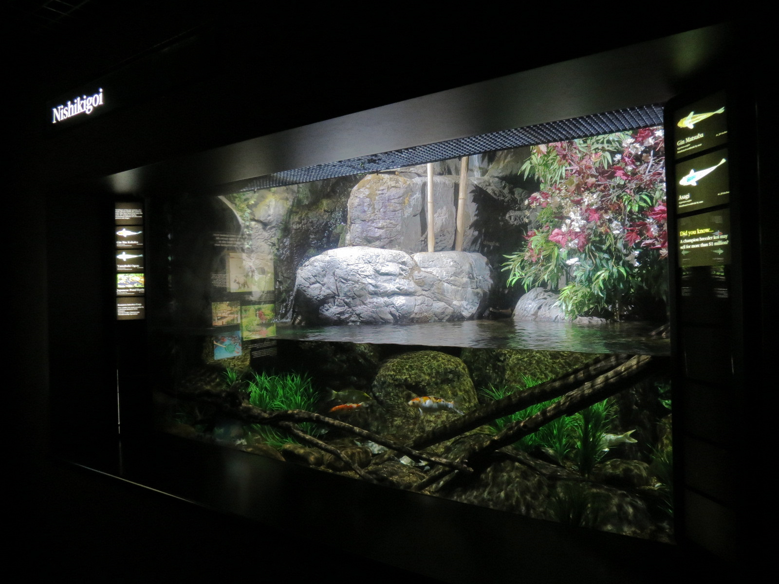 Rivers of the World - Nishikigoi Exhibit