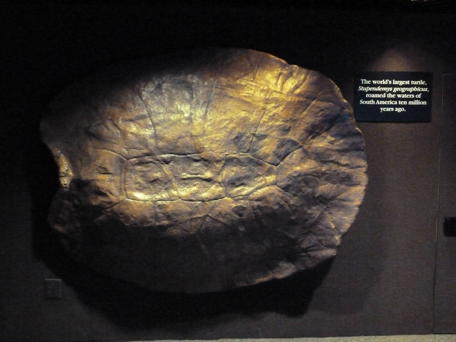 Rivers Of The World - Turtle Shell