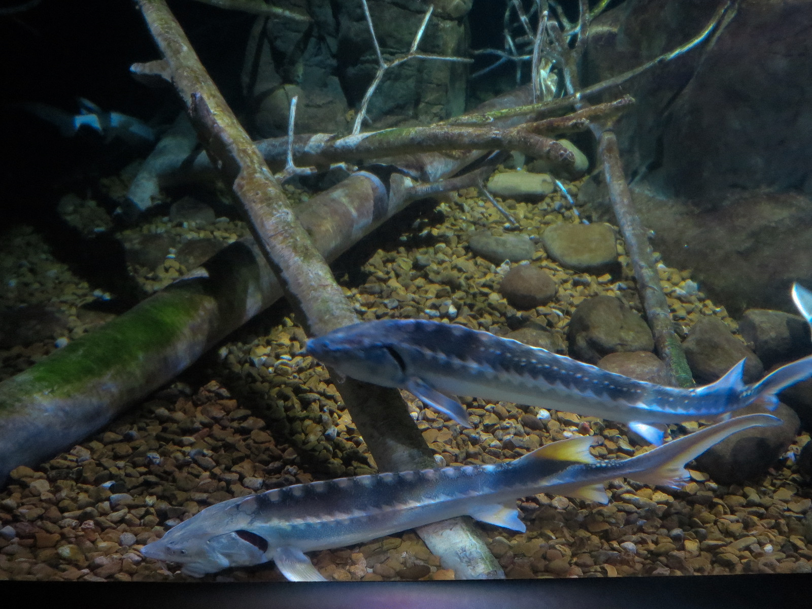 Rivers of the World - Volga River Exhibit - Russian Sturgeon