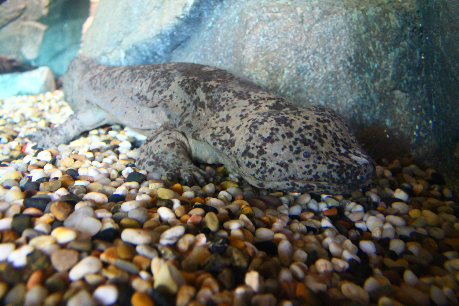 Rivers of the World - Yangtze River