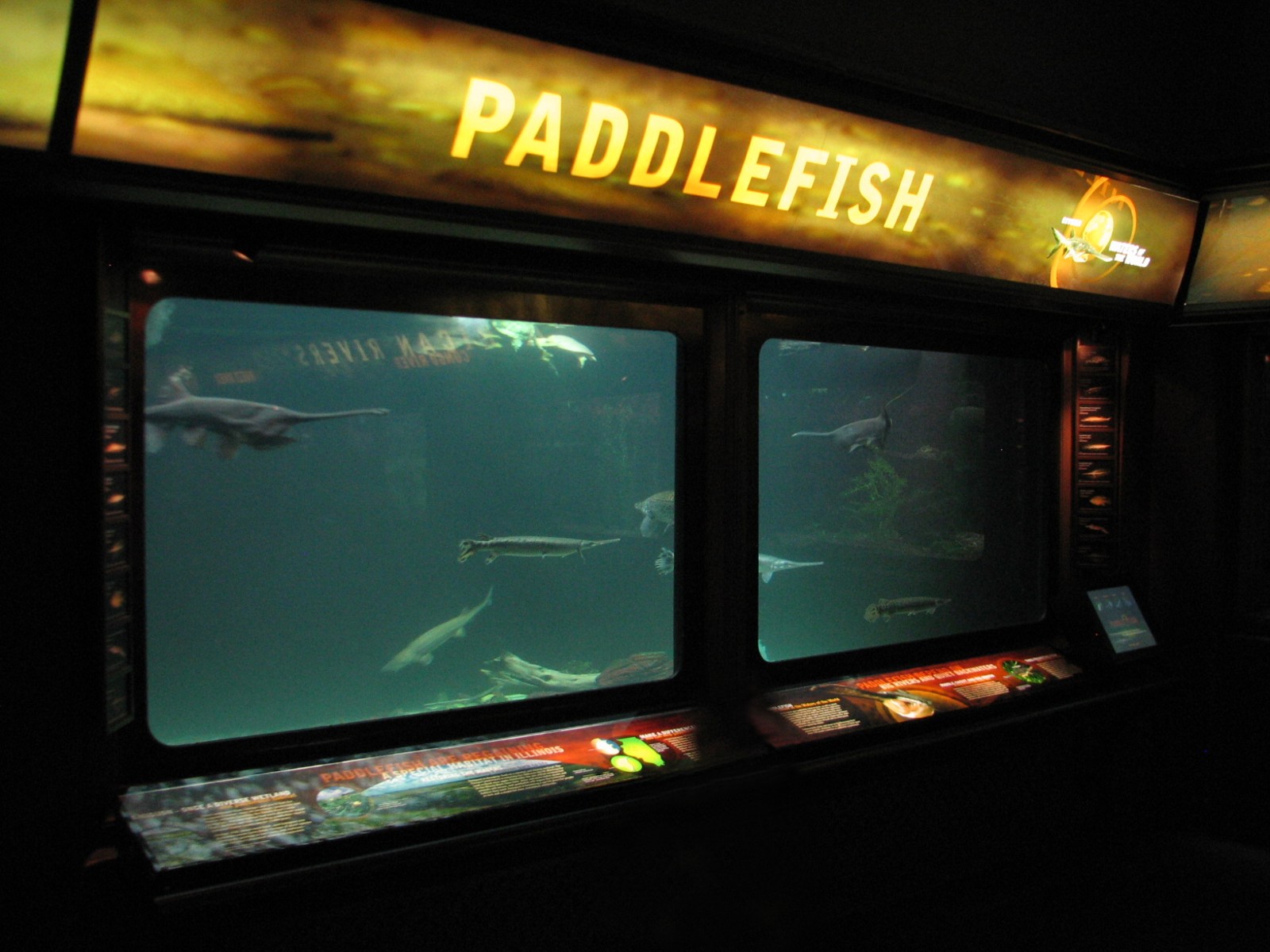 Rivers - Paddlefish Exhibit