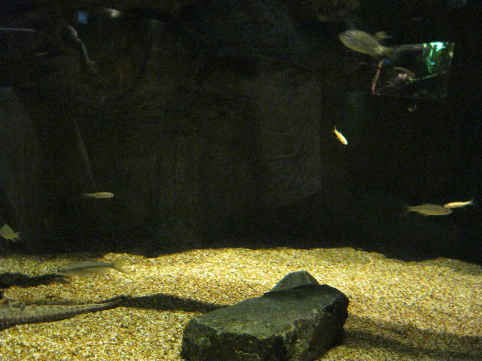 Rivers to the Sound- Common Snapping Turtle Exhibit