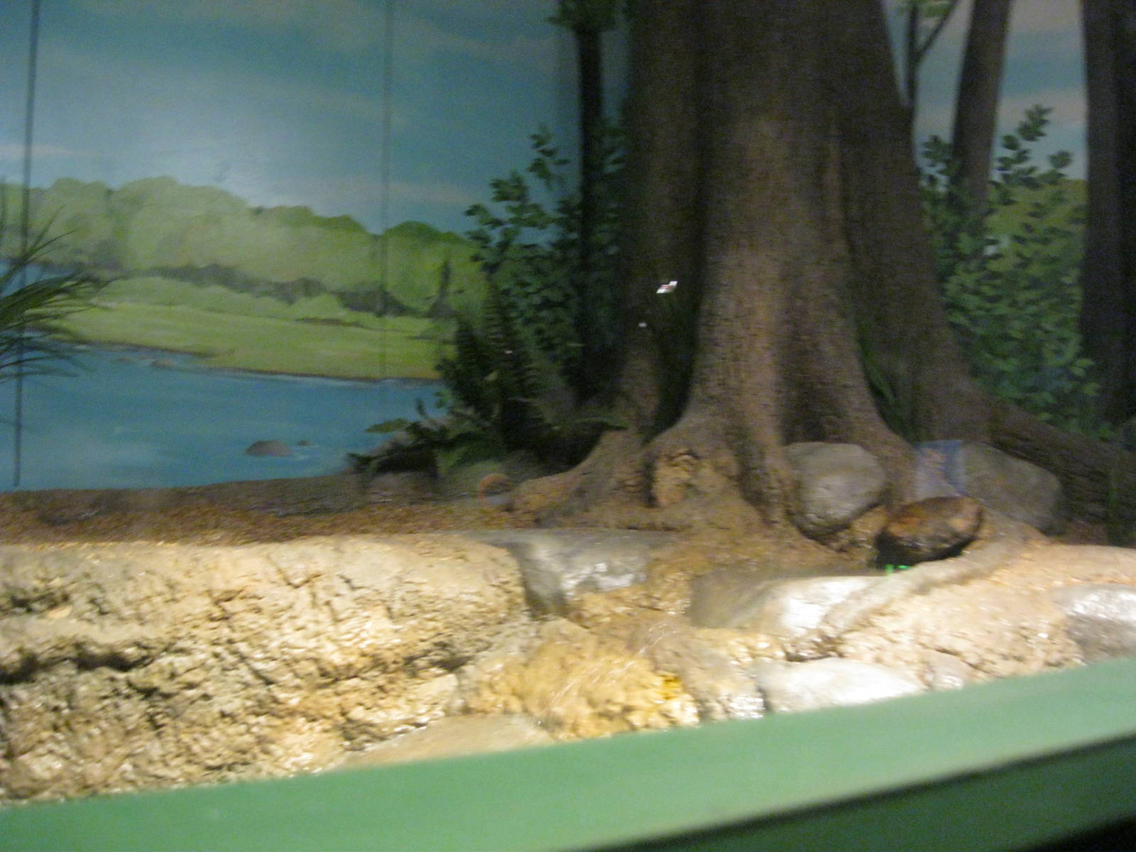 Rivers to the Sound- Common Snapping Turtle Exhibit