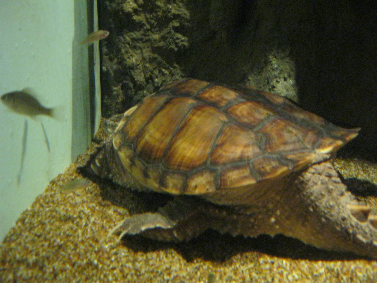 Rivers to the Sound- Franklin the Snapping Turtle