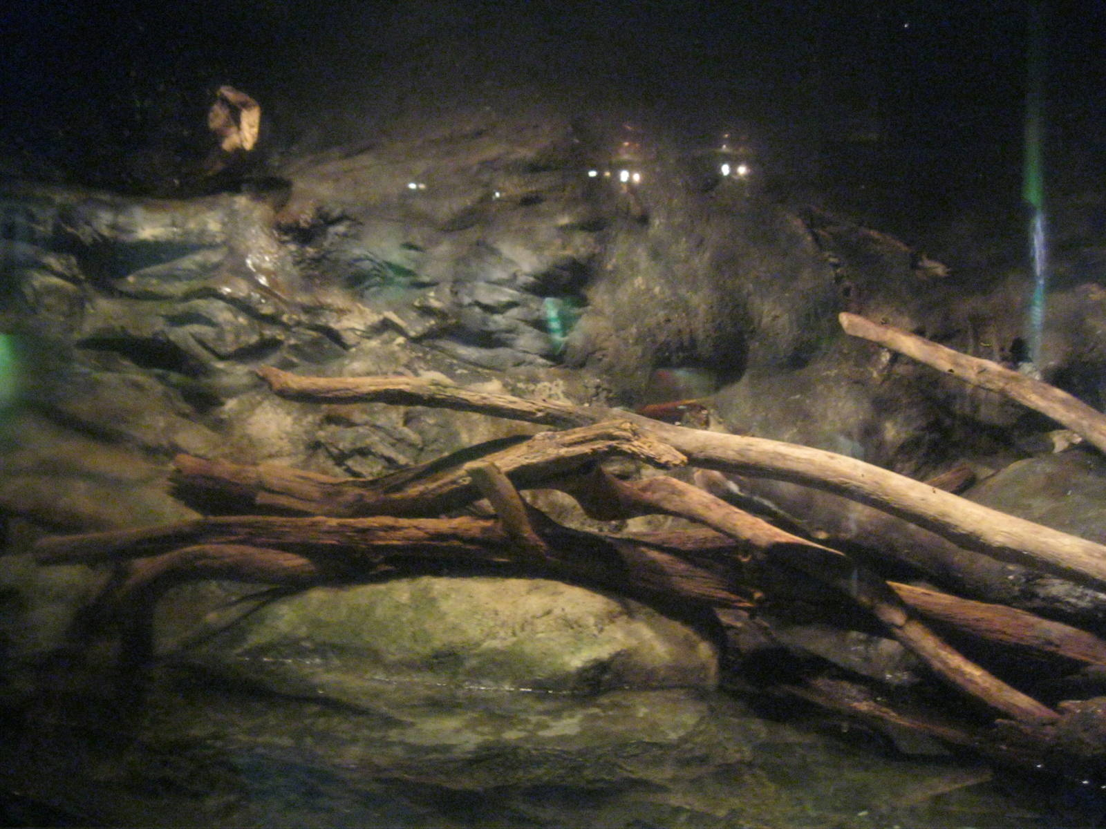 Rivers to the Sound- North American River Otter Exhibit