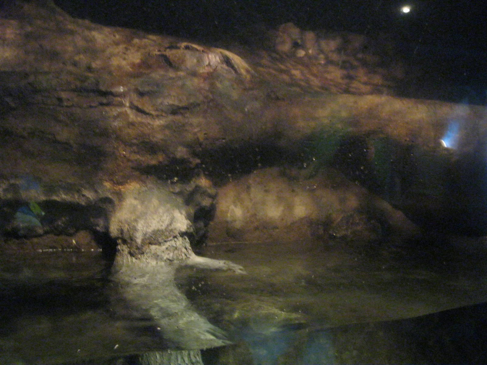 Rivers to the Sound- North American River Otter Exhibit