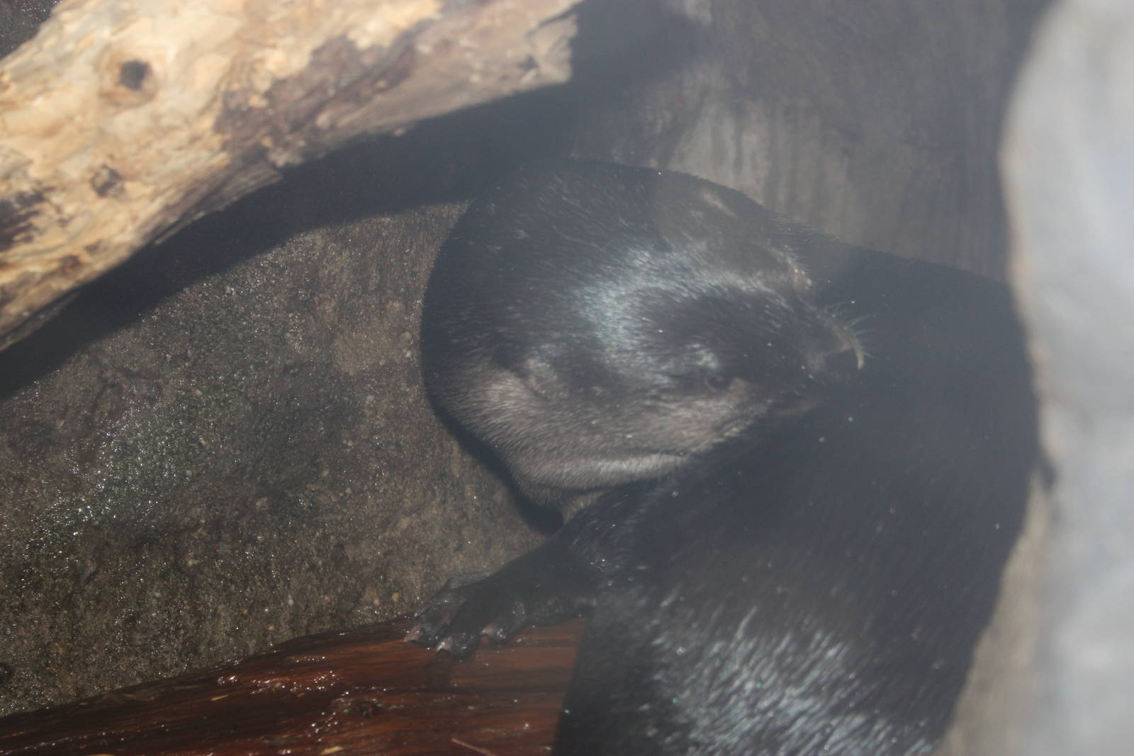 Rivers to the Sound- North American River Otter