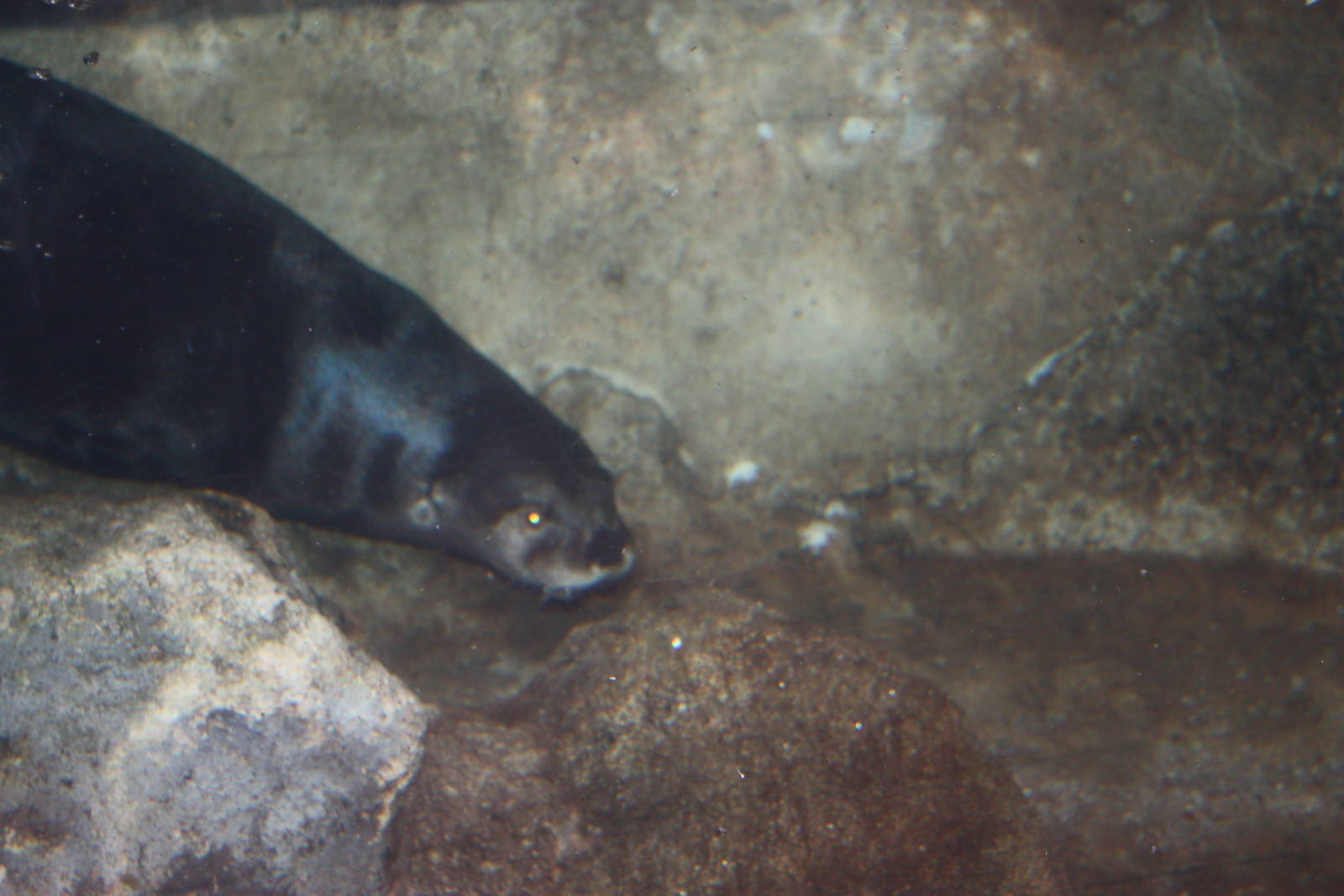 Rivers to the Sound- Otter Swimming