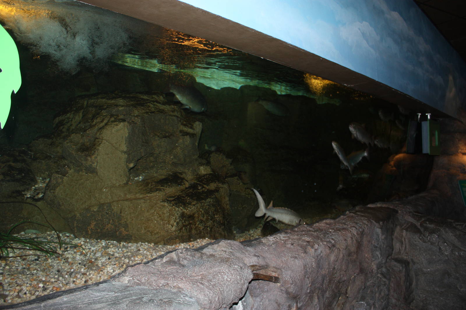 Rivers to the Sound- Salmon/Sturgeon/Trout Exhibit