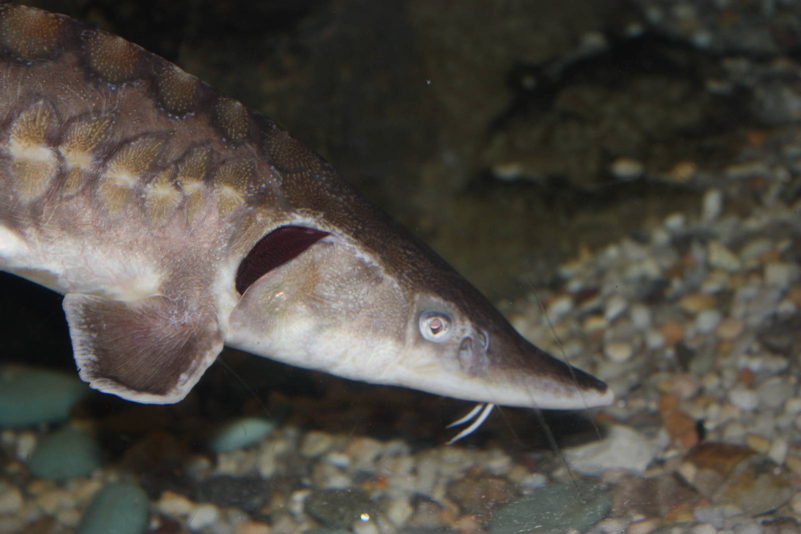 Rivers to the Sound- Short-Nosed Sturgeon