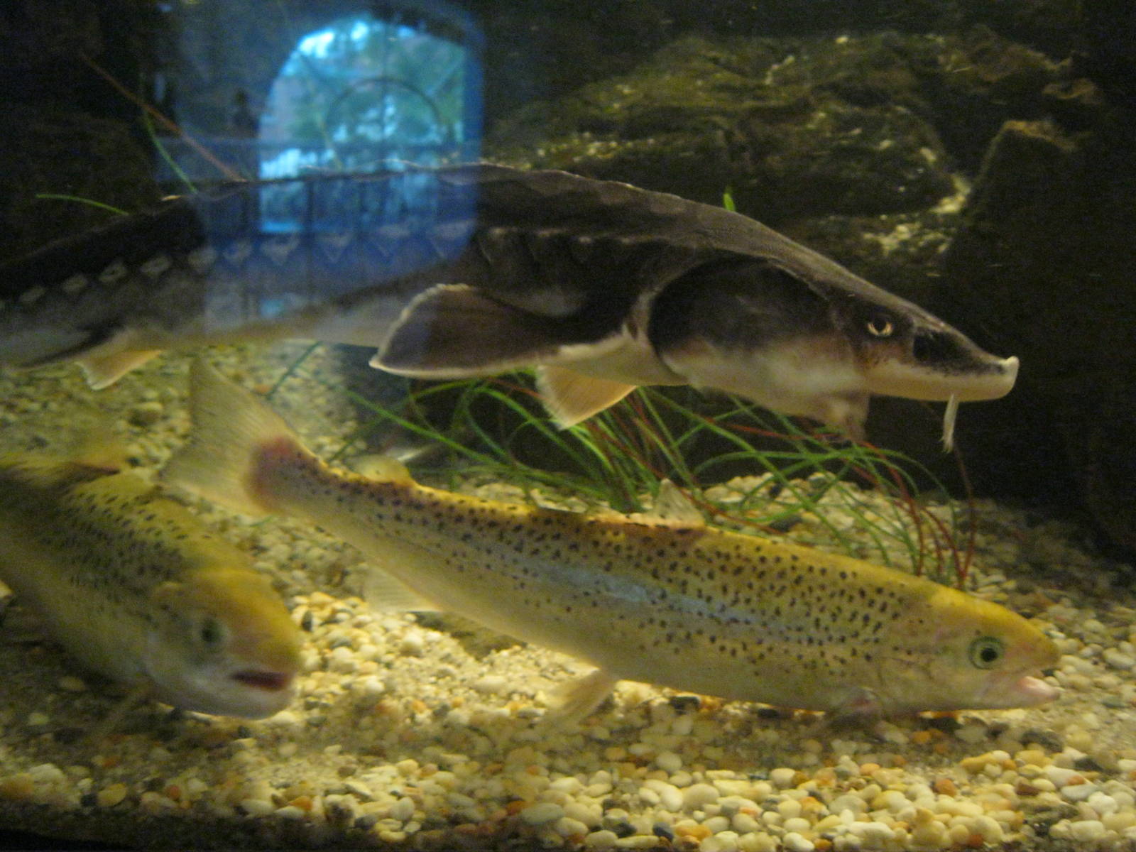 Rivers to the Sound- Shortnose Sturgeon and Atlantic Salmon