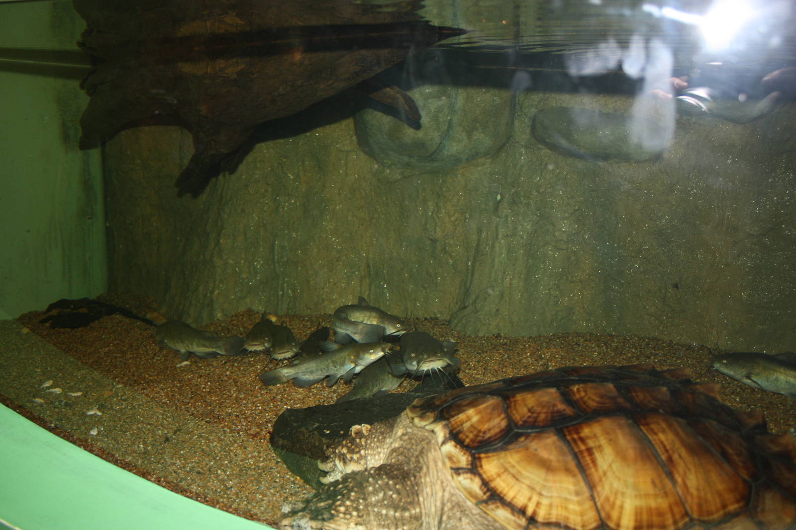 Rivers to the Sound- Snapping Turtle/Bullhead Exhibit