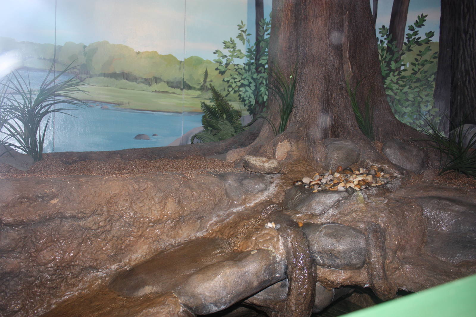 Rivers to the Sound- Snapping Turtle/Bullhead Exhibit